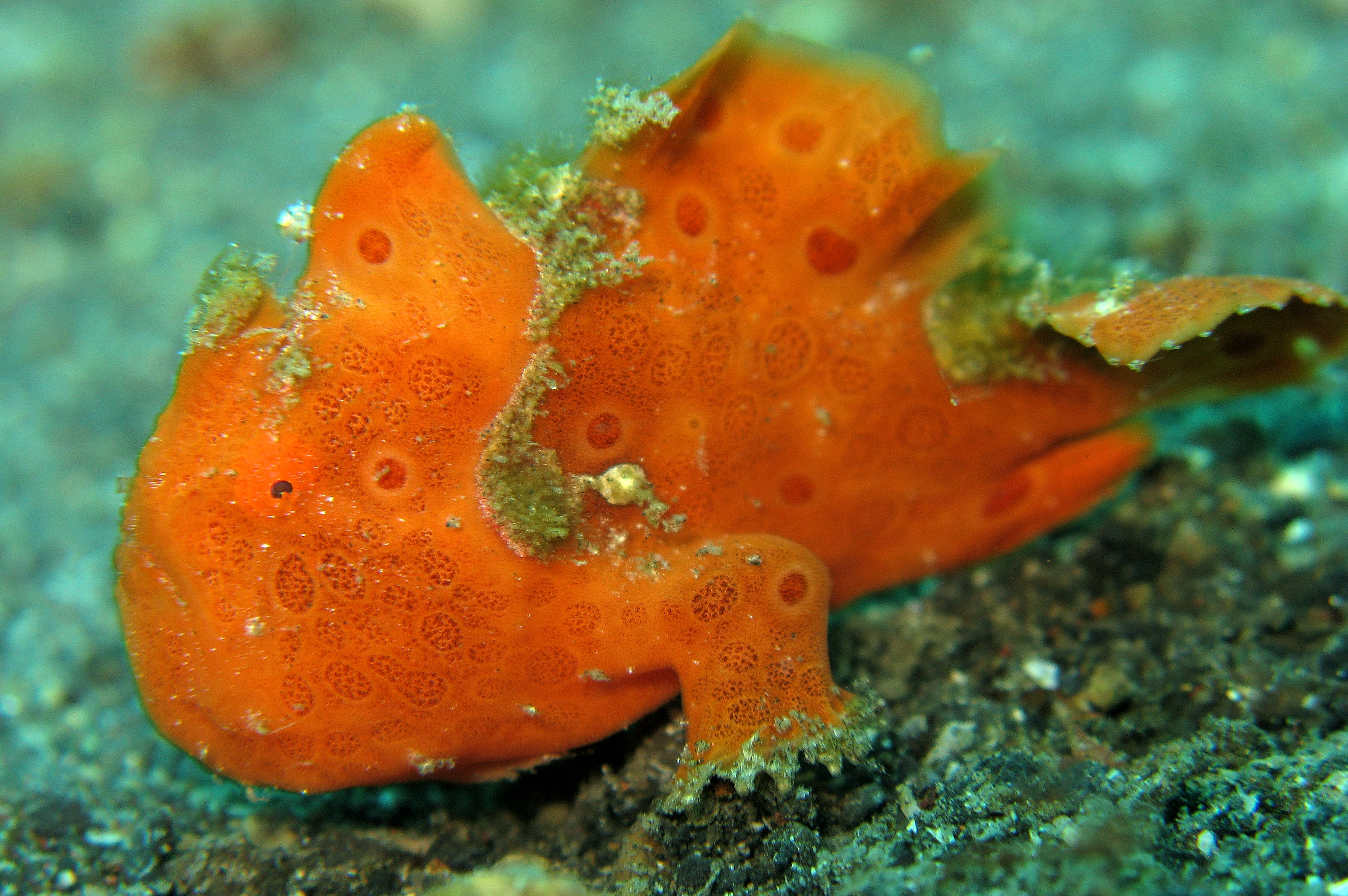 frogfish