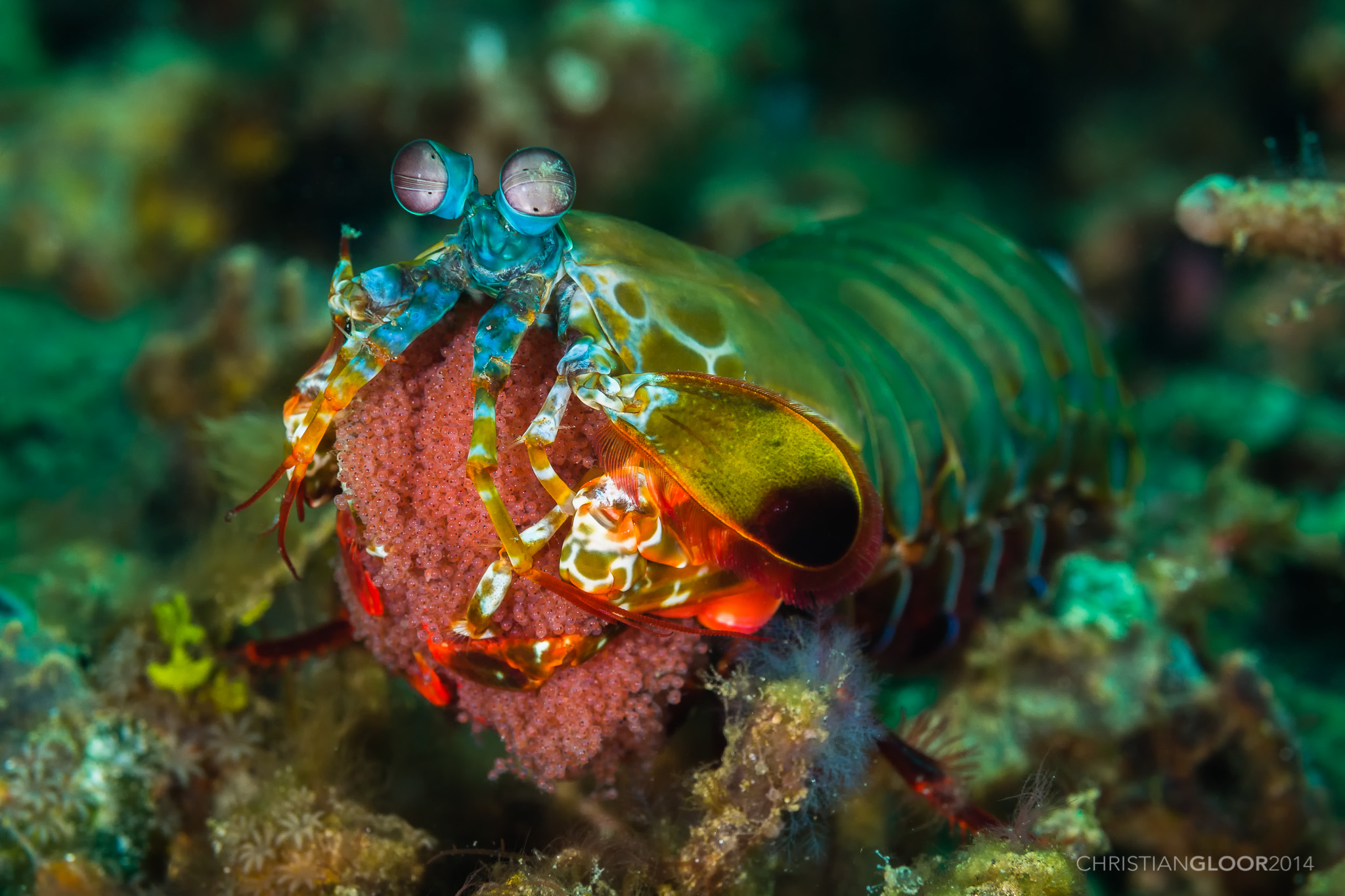 Peacock Mantis Shrimp