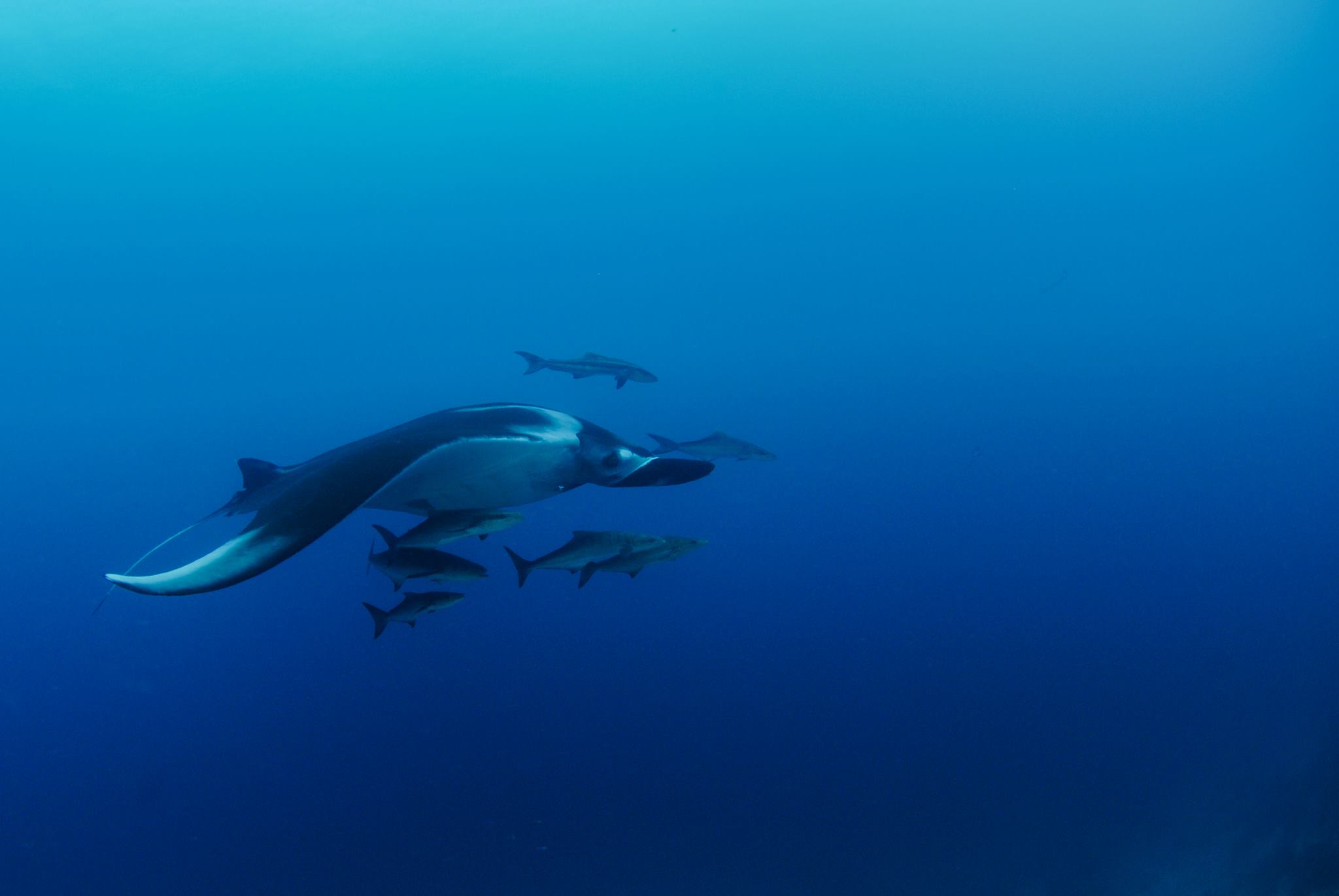 mantaray2