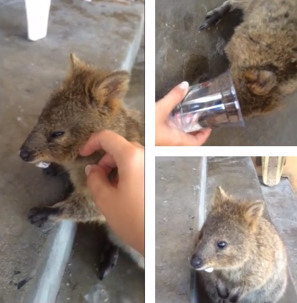 quokka