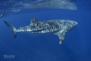 Whale Shark Exmouth Western Australia