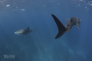 Whale Shark Exmouth Western Australia