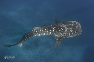 Whale Shark Exmouth Western Australia