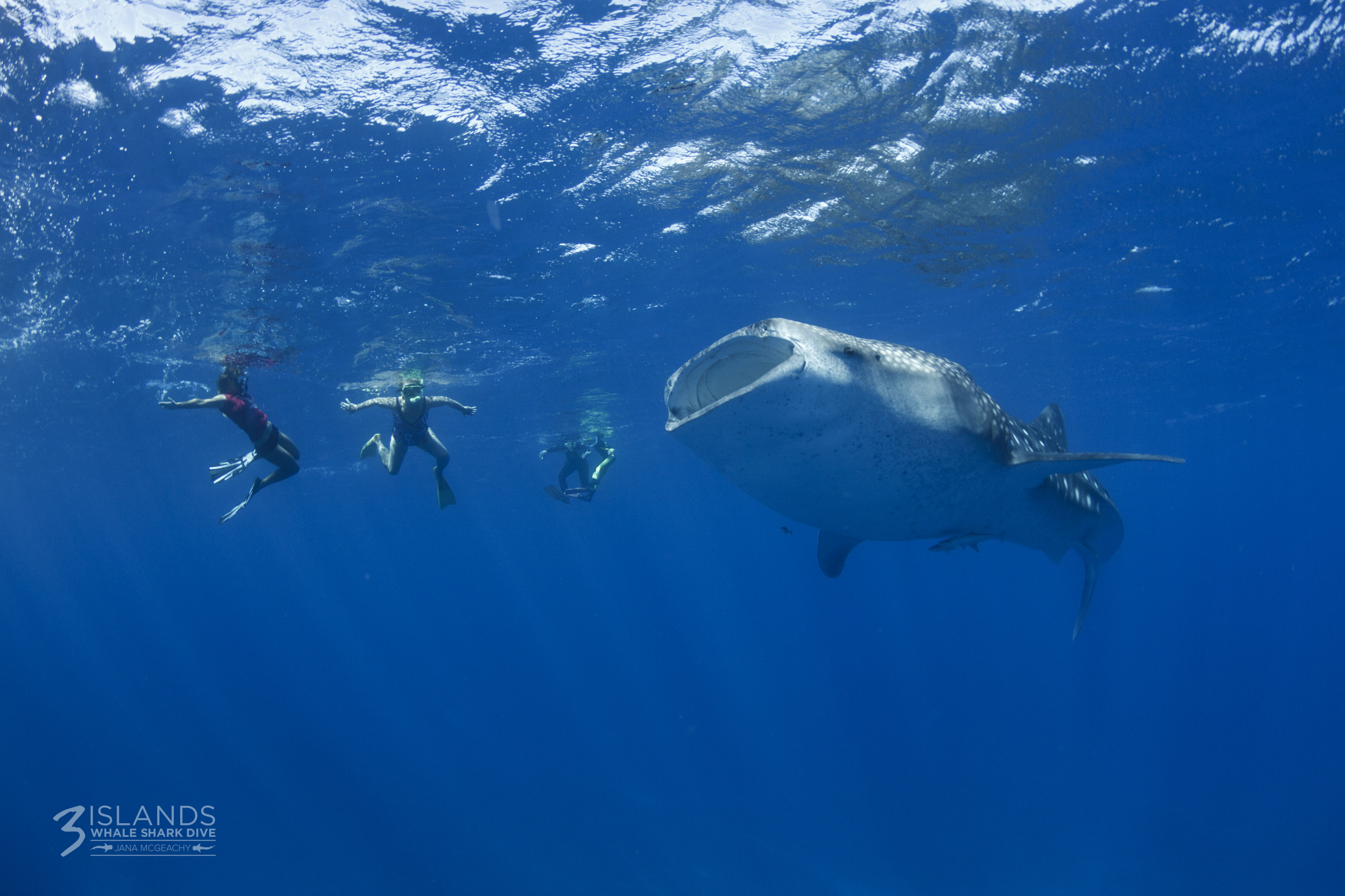 Whale Shark Exmouth Western Australia