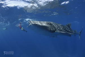 Whale Shark Exmouth Western Australia