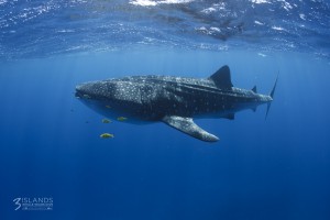Whale Shark Exmouth Western Australia