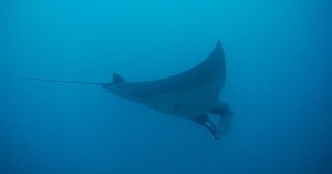 Manta ray