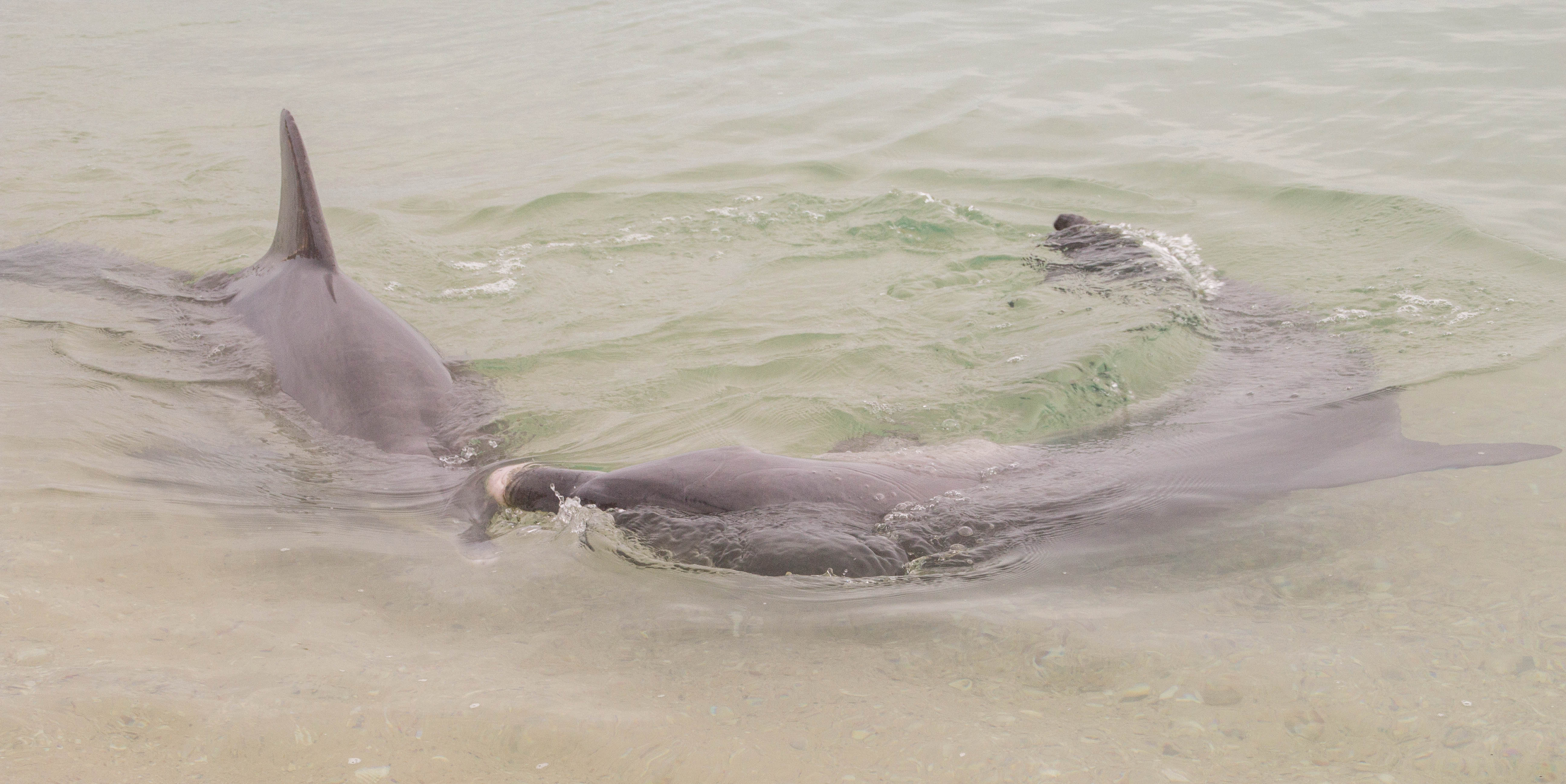 dolphins-4