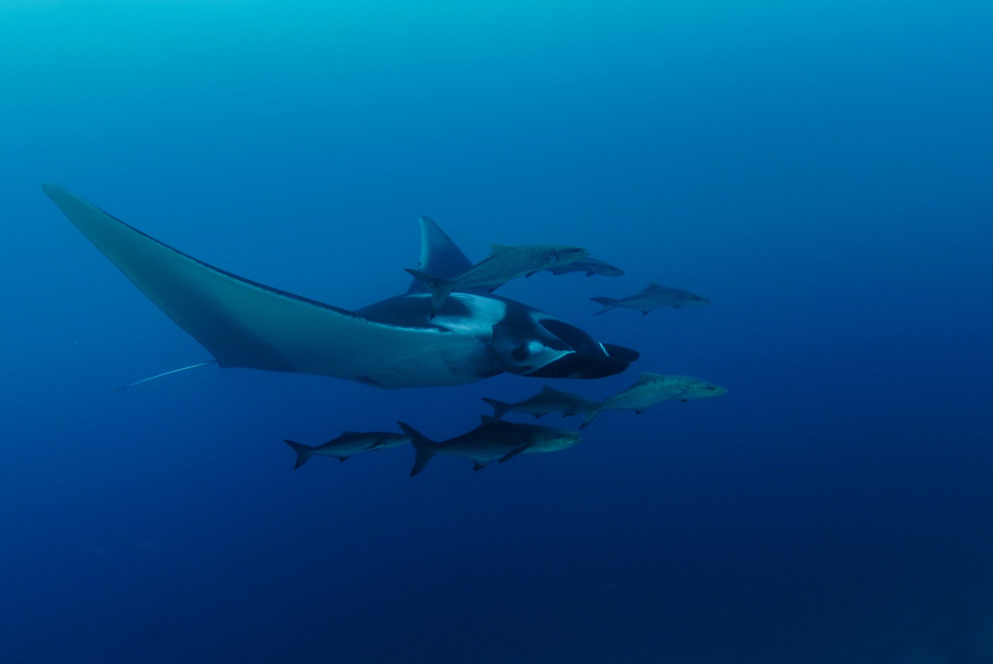 mantaray5