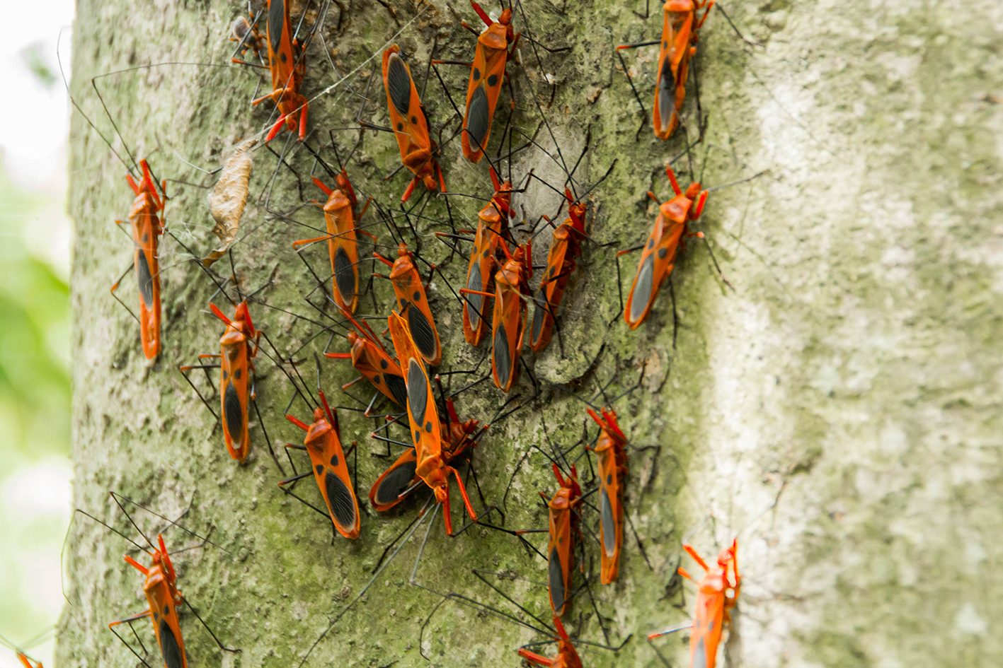 Röda bomullsbaggar (Dysdercus cingulatus). Foto: Patrik Enlund